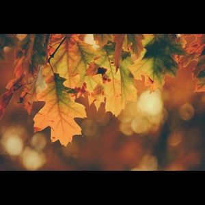 Meet your Posher, Bisandi